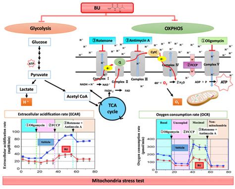 Cells | September 2020 - Browse Articles