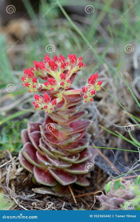 Prometheum Sempervivoides Is A Species Of The Crassulaceae Family. Prometheum Sempervivoides Is ...