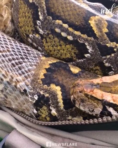 Image result for Stages Before a Python Sheds