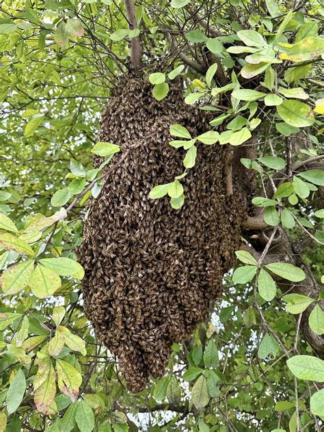How to Identify Honey Bee Nests Around Your Miami Home - Mega Bee