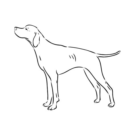 Dog hand drawn pointer vector illustration isolated | Premium Vector