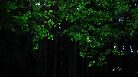Dark Green Nature 的图像结果