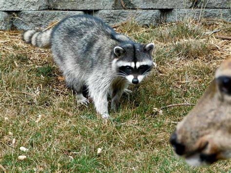 A morning isn't complete without a visit from Boone. : r/Raccoons