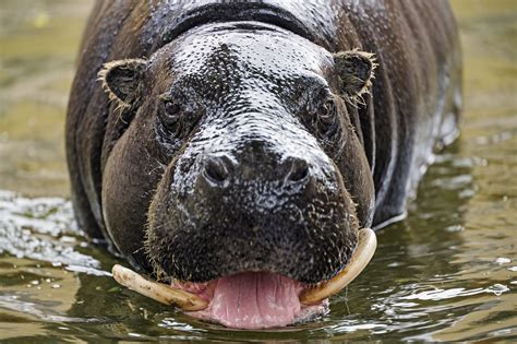 Pygmy Hippopotamus Facts, Habitat, Conservation Status, Zoo Populations ...