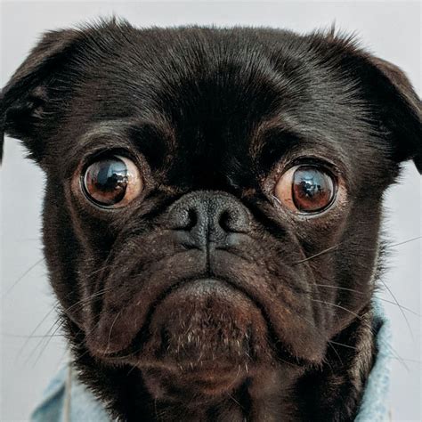 Why Does My Dogs Anus Leak