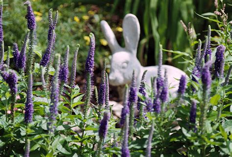 Rabbit Proof Garden Plants | Fasci Garden