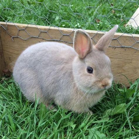 Blue Eyed Netherland Dwarf Rabbits