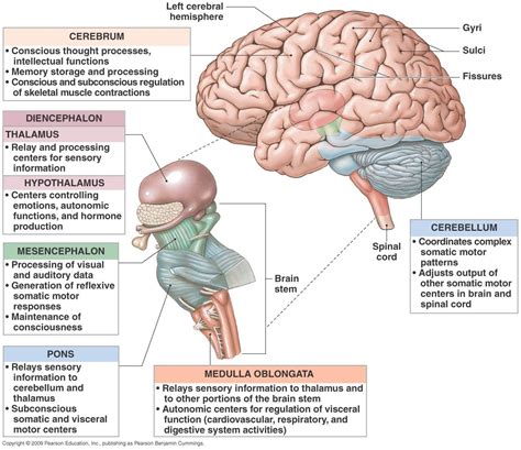 Brain Anatomy Function