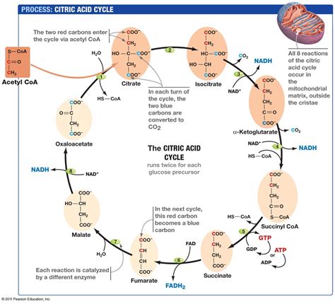 Explain Krebs Cycle With Diagram at Carl Moran blog