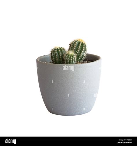 Cacti in pot hi-res stock photography and images - Alamy