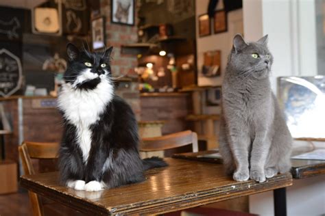 Discover the best cat cafés in Canada by region! - Traveling Cats