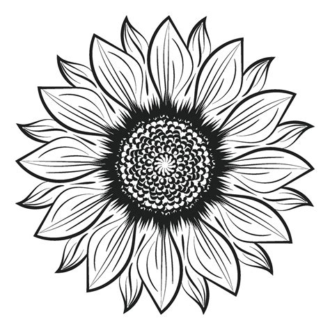 Sunflower Outline, Sunflower Line Art, Floral Line Drawing, black and ...