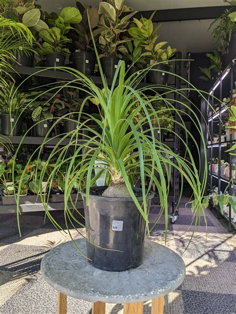 Beaucarnea recurvata 200mm - eché