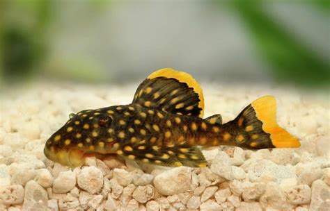 Pleco Size Chart: Small Plecos, Large Plecos, & More - Fish Laboratory