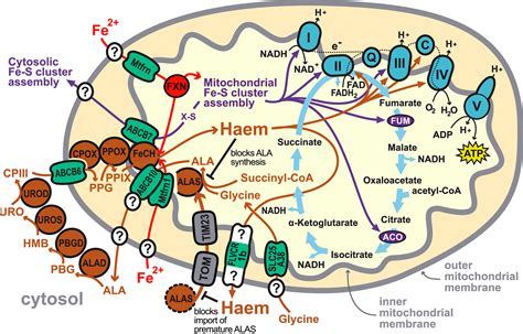 The convoluted history of haem biosynthesis - Kořený - 2022 ...