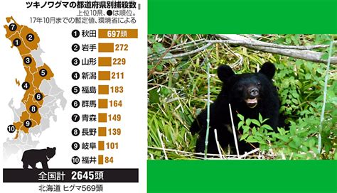 秋田のクマ、推定生息数の6割捕殺 「前代未聞」懸念も | 熊森栃木