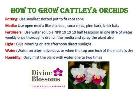 Special Variety Cattleya Orchid Hybrid Nodosa Seedling