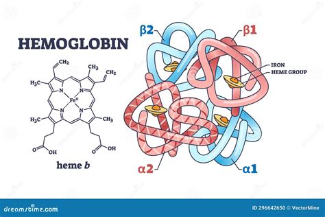 Image result for Complex Structure of Haemoglobin