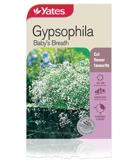 Gypsophila Baby's Breath | Garden Seeds Yates Australia