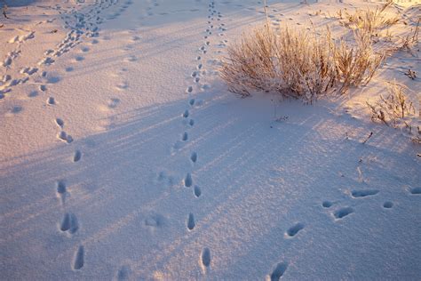 Identifying Animal Tracks in Snow | Public Lands Department