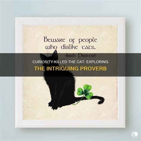 Curiosity Killed The Cat: Exploring The Intriguing Proverb | PetShun