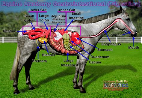 Equine digestive system (click for much larger view) | Horses, Horse ...