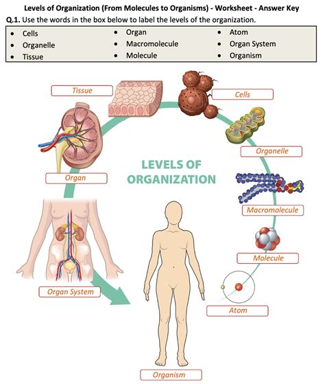 Organization of Organism Pic 的图像结果
