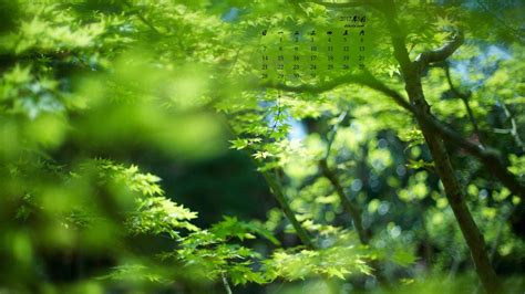 2017年5月绿色树林护眼日历壁纸 -桌面天下（Desktx.com）