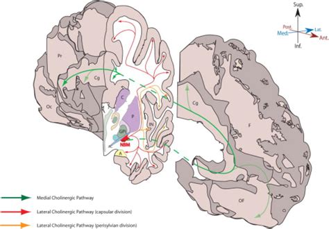 Frontiers | Nucleus Basalis of Meynert Stimulation for Dementia: Theoretical and Technical ...