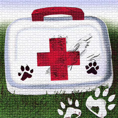 Dog First Aid Mistakes: How to Avoid Errors and Save Your Pet's Life — Best Pet Daily