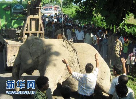 印度发生火车与象群相撞事故 7头象死亡(组图)-搜狐新闻