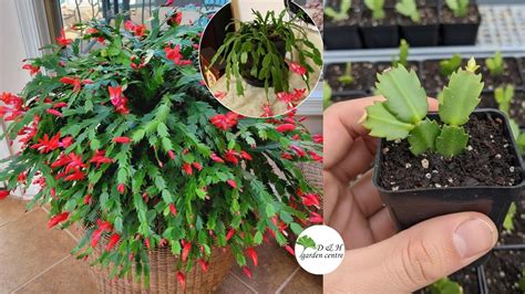 Complete Christmas Cactus Care Guide: How to Water, Propagate, and Force Blooms Successfully ...