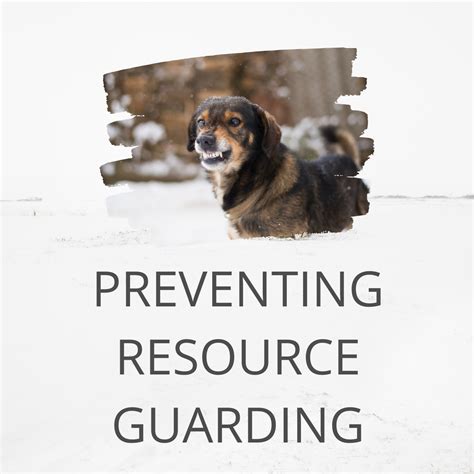 Tips For Preventing Resource Guarding in Dogs - SpiritDog Training