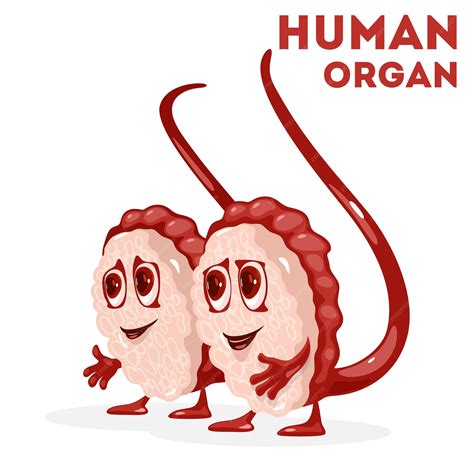 Male Reproductive System Animation 的图像结果