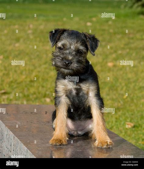 Schnauzer Border Terrier Mix | atelier-yuwa.ciao.jp