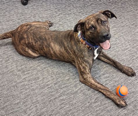Vermilion Co Animal Shelter Joins BISSELL Pet Foundation to Bring ...
