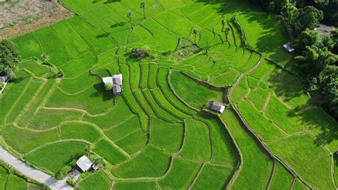 Agriculture In Thailand