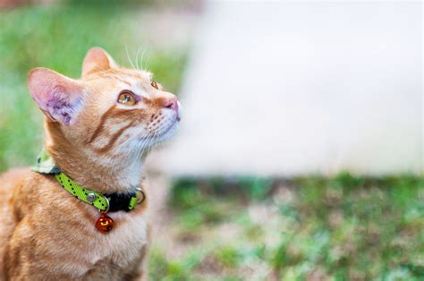 From Scratches to Snuggles: Your Cat’s Daily Care Routine – Furever Kare