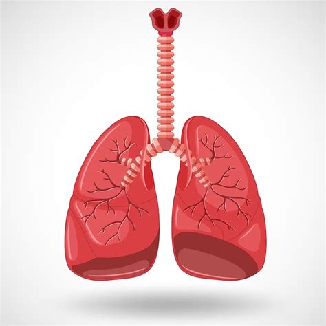 कबूतरों से हो सकती है यह गंभीर बीमारी, हो जाएं सावधान | disease caused ...