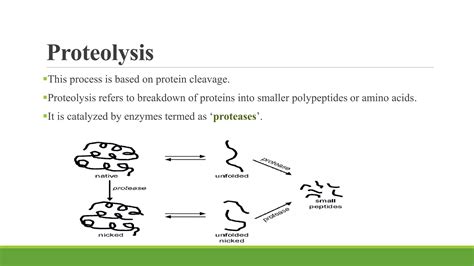 Most Common Post Translation Modification of Protein 的图像结果