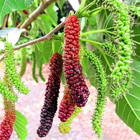Buy Mulberry Pakistan Black Long Hybrid Grafted Live Plant | High Yield ...