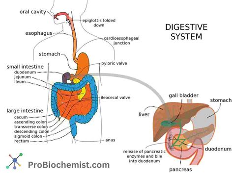 Digestion Process 的图像结果