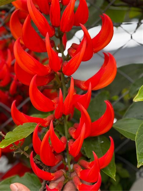 RED Jade Vine ,petria white,thunbergia veriated,manimulla,fraser islan ...