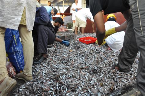 Fish Catch | Centre For Marine Living Resources & Ecology