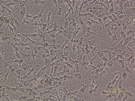Cell Type 的图像结果