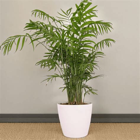 Chamaedorea Elegans: Elegant Parlor Palm for Indoor Spaces – rootsraja.in