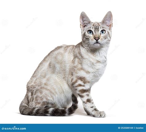 Snow Lynx Bengal Cat