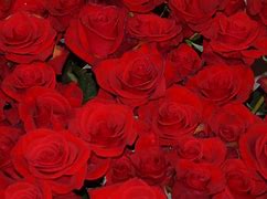 Image result for Cheap Red Roses