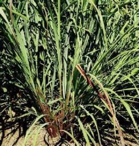 VibeX ® VMR-158 Lemon Grass Insect Repellent Plant Seed Price in India ...