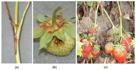 Fungicide Resistance in Botrytis spp. and Regional Strategies for Its ...